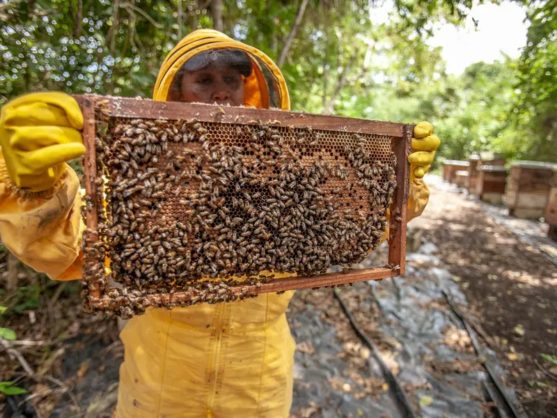 A beekeeper holding a honeycomb frame covered in bees