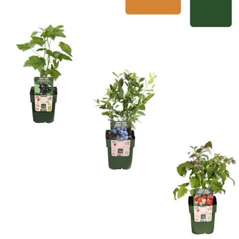 Organic berry plant set, 3 varieties
