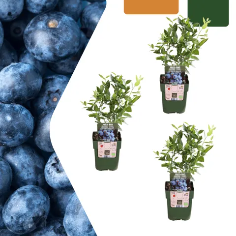 3 organic blueberry plants