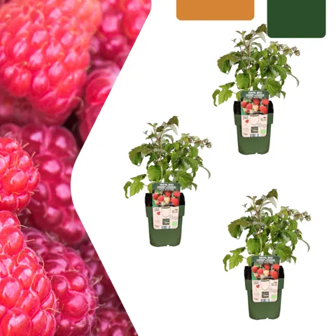 3 organic raspberry plants